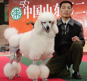 參加國內(nèi)犬美容比賽